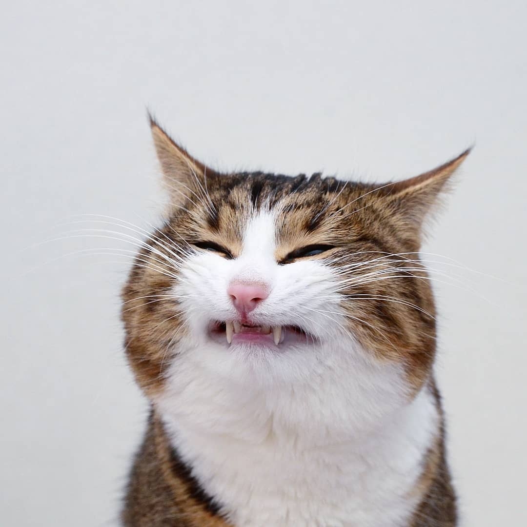 超抵死虎皮貓Rexie表情豐富堪比人類!半身癱瘓依然積極生活超勵志,坐擁61萬粉絲