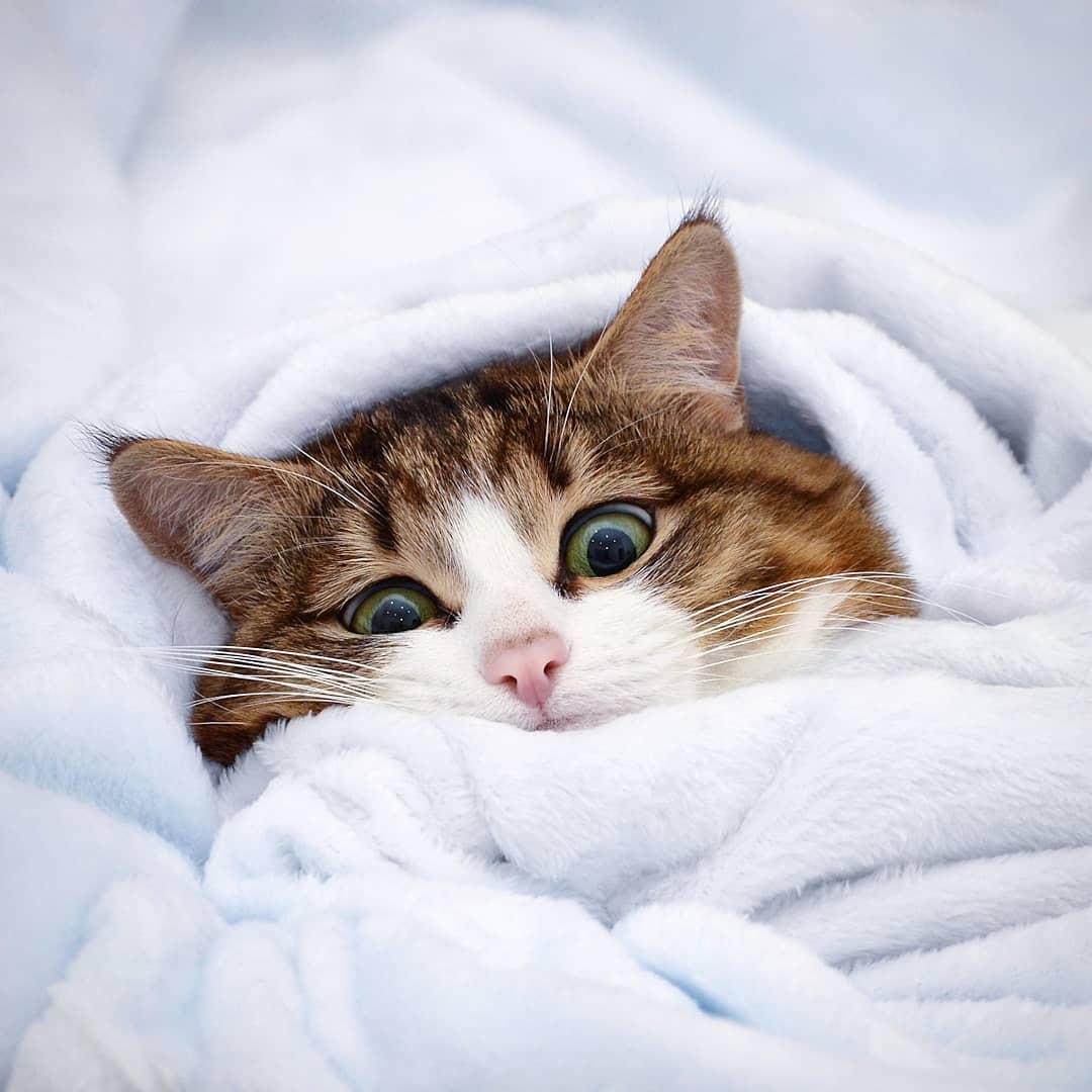 超抵死虎皮貓Rexie表情豐富堪比人類!半身癱瘓依然積極生活超勵志,坐擁61萬粉絲