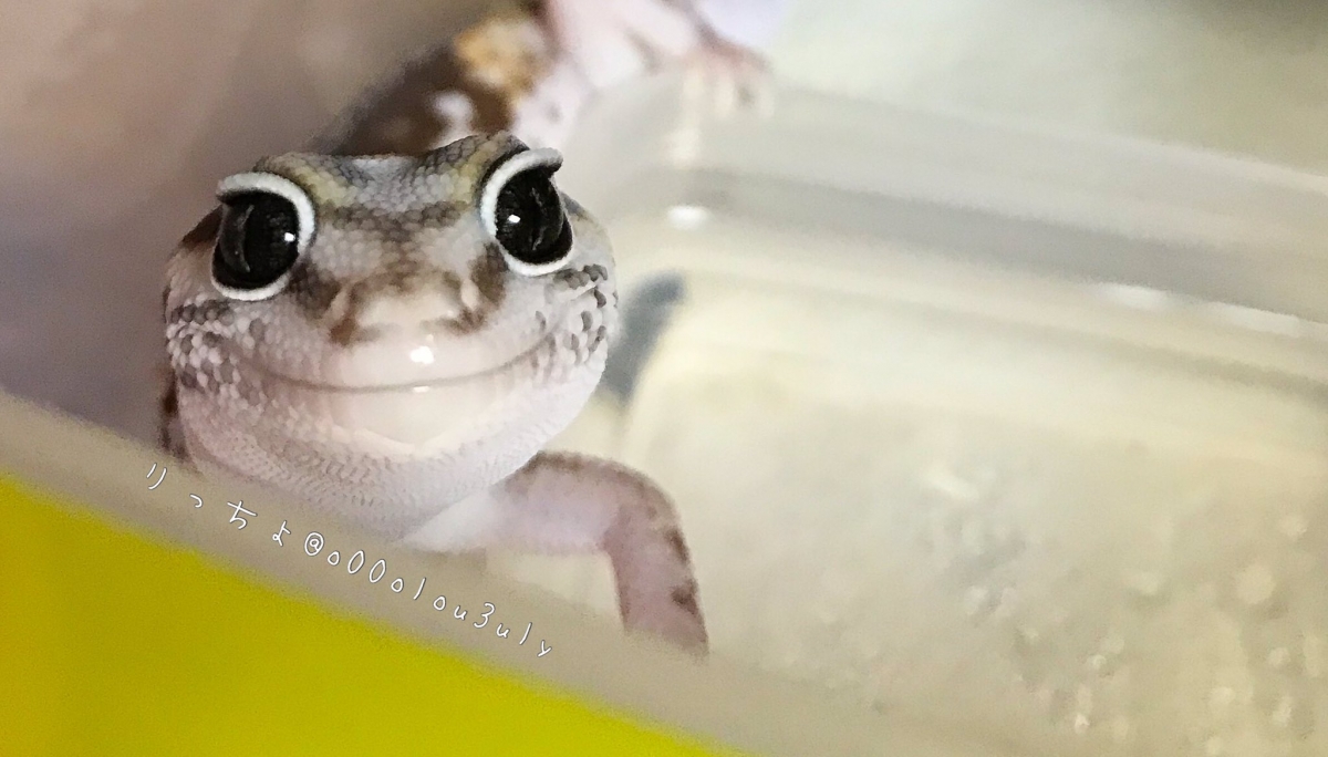 日本寵物守宮脫皮變著hoodie衛衣/守宮微笑萌樣爆紅