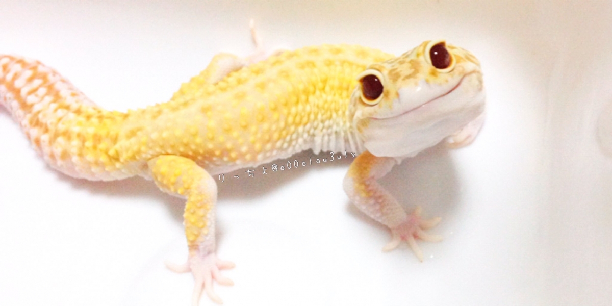 日本寵物守宮脫皮變著hoodie衛衣/守宮微笑萌樣爆紅