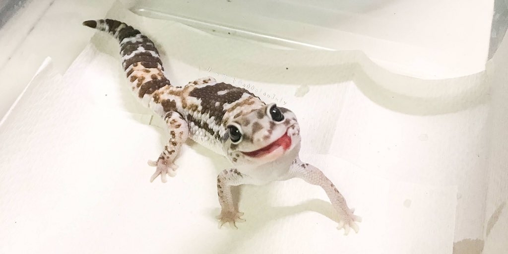 日本寵物守宮脫皮變著hoodie衛衣/守宮微笑萌樣爆紅