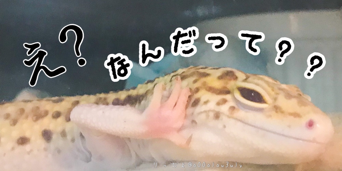 日本寵物守宮脫皮變著hoodie衛衣/守宮微笑萌樣爆紅