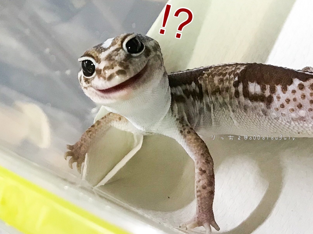 日本寵物守宮脫皮變著hoodie衛衣/守宮微笑萌樣爆紅