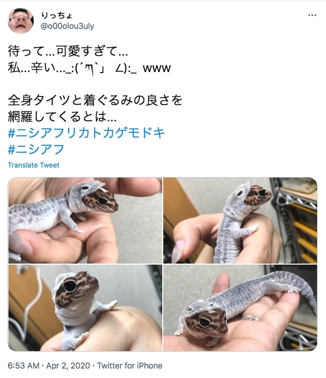 日本寵物守宮脫皮變著hoodie衛衣/守宮微笑萌樣爆紅