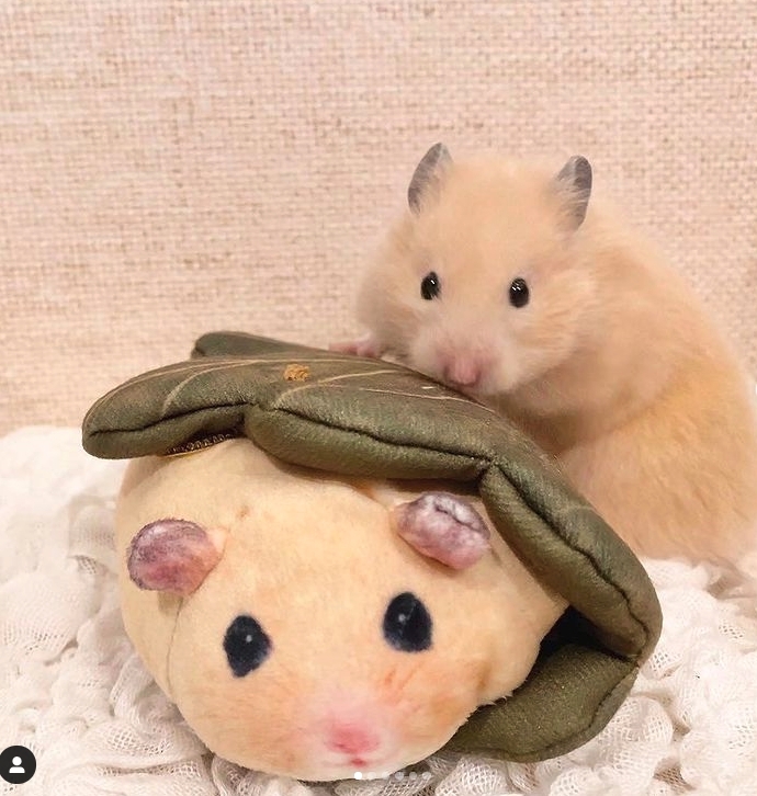 倉鼠和菓子鑰匙扣把葉子翻開後,就可以收藏零錢與鑰匙