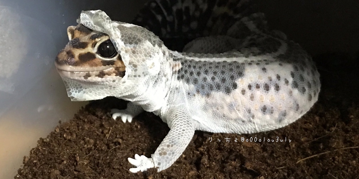 日本寵物守宮脫皮變著hoodie衛衣/守宮微笑萌樣爆紅