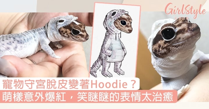日本寵物守宮脫皮變著hoodie？萌樣意外爆紅，笑瞇瞇的表情太治癒〜