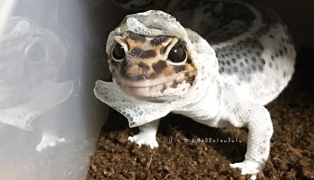 日本寵物守宮脫皮變著hoodie衛衣/守宮微笑萌樣爆紅