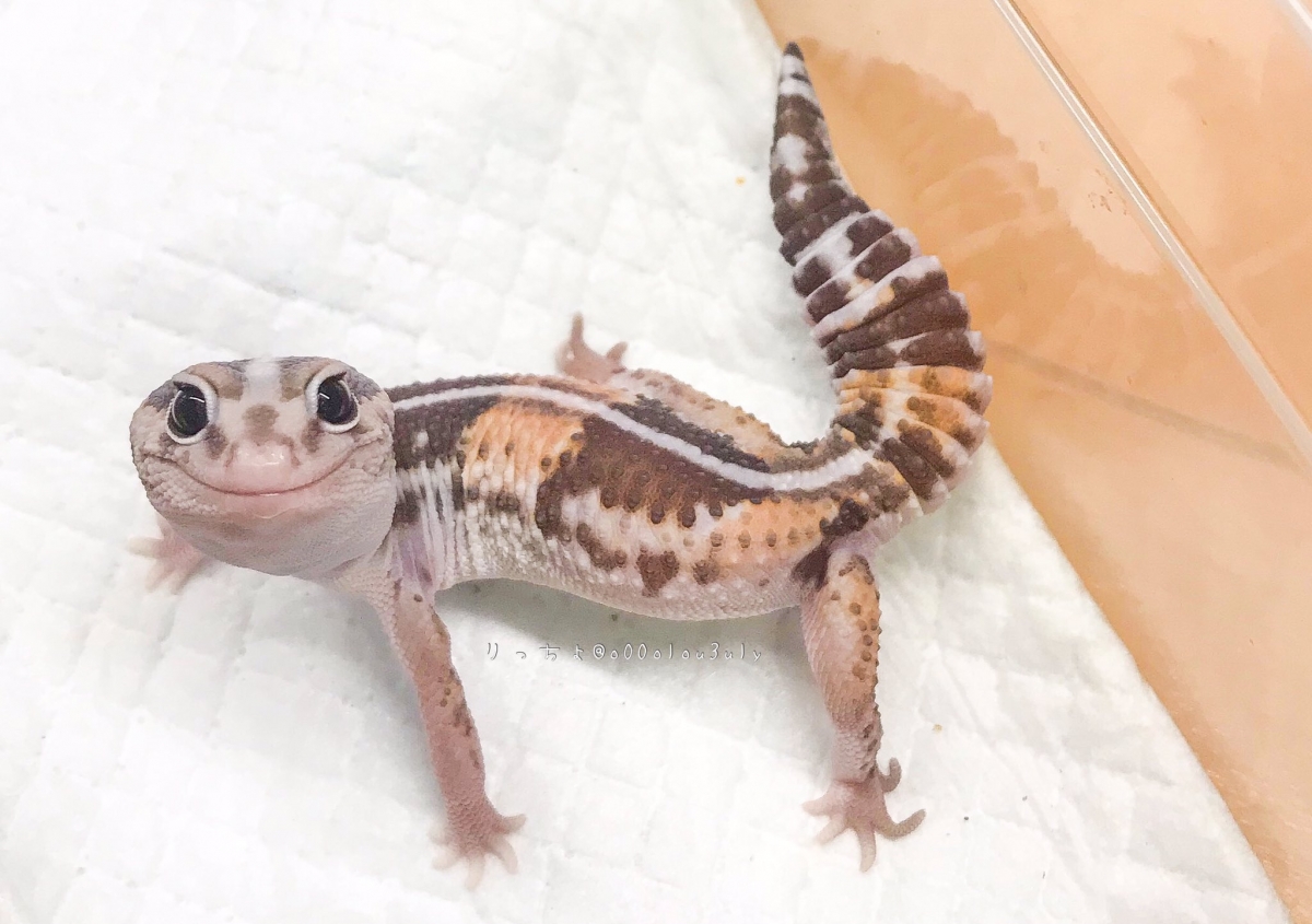 日本寵物守宮脫皮變著hoodie衛衣/守宮微笑萌樣爆紅