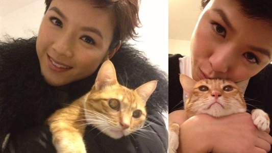 陳茵媺棄養貓的話題已持續了很多年,在2014年因懷孕未能繼續吃抗敏感藥,又怕小孩出世後會敏感而棄養