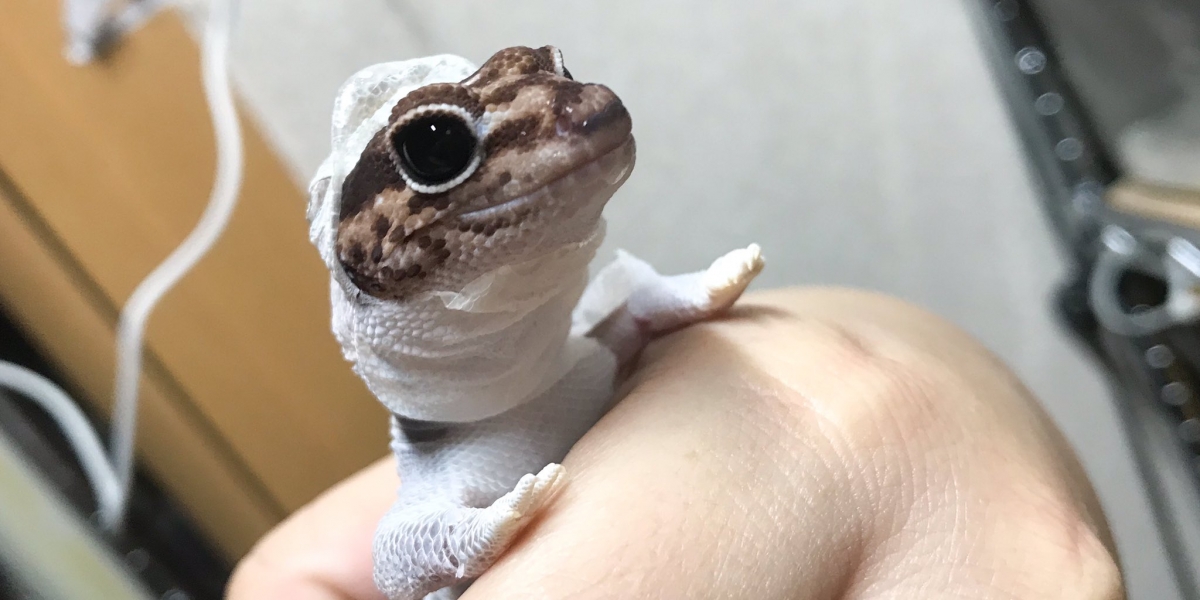 日本寵物守宮脫皮變著hoodie衛衣/守宮微笑萌樣爆紅