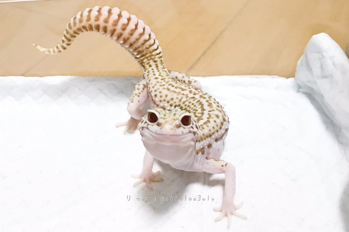 日本寵物守宮脫皮變著hoodie衛衣/守宮微笑萌樣爆紅