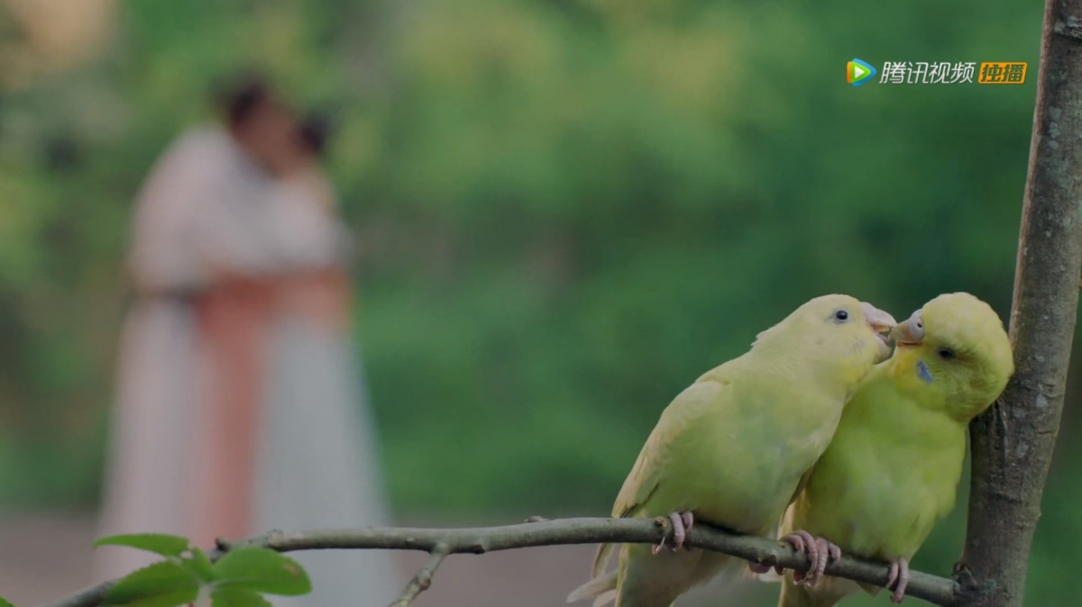 迪麗熱巴吻戲全是虛焦模糊的畫面，後來更放進兩隻小鳥的溫馨畫面作結，讓網民笑指「就連吻戲都要鳥替（小鳥替身）」