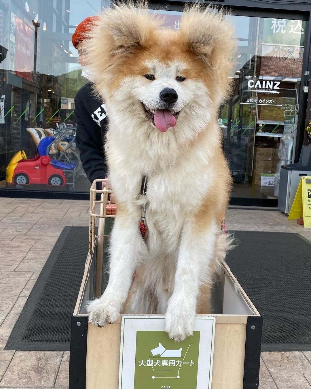 日本超可愛「米奇耳」秋田犬Yanagida,茂密炸毛雙耳異常不同!