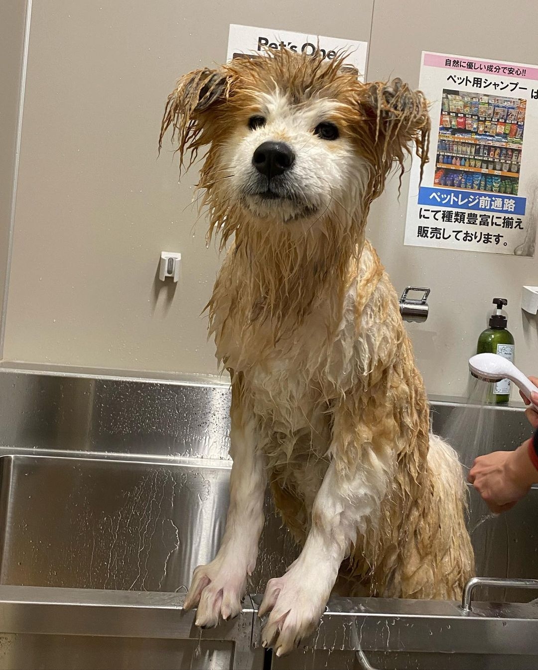 日本超可愛「米奇耳」秋田犬Yanagida,茂密炸毛雙耳異常不同!