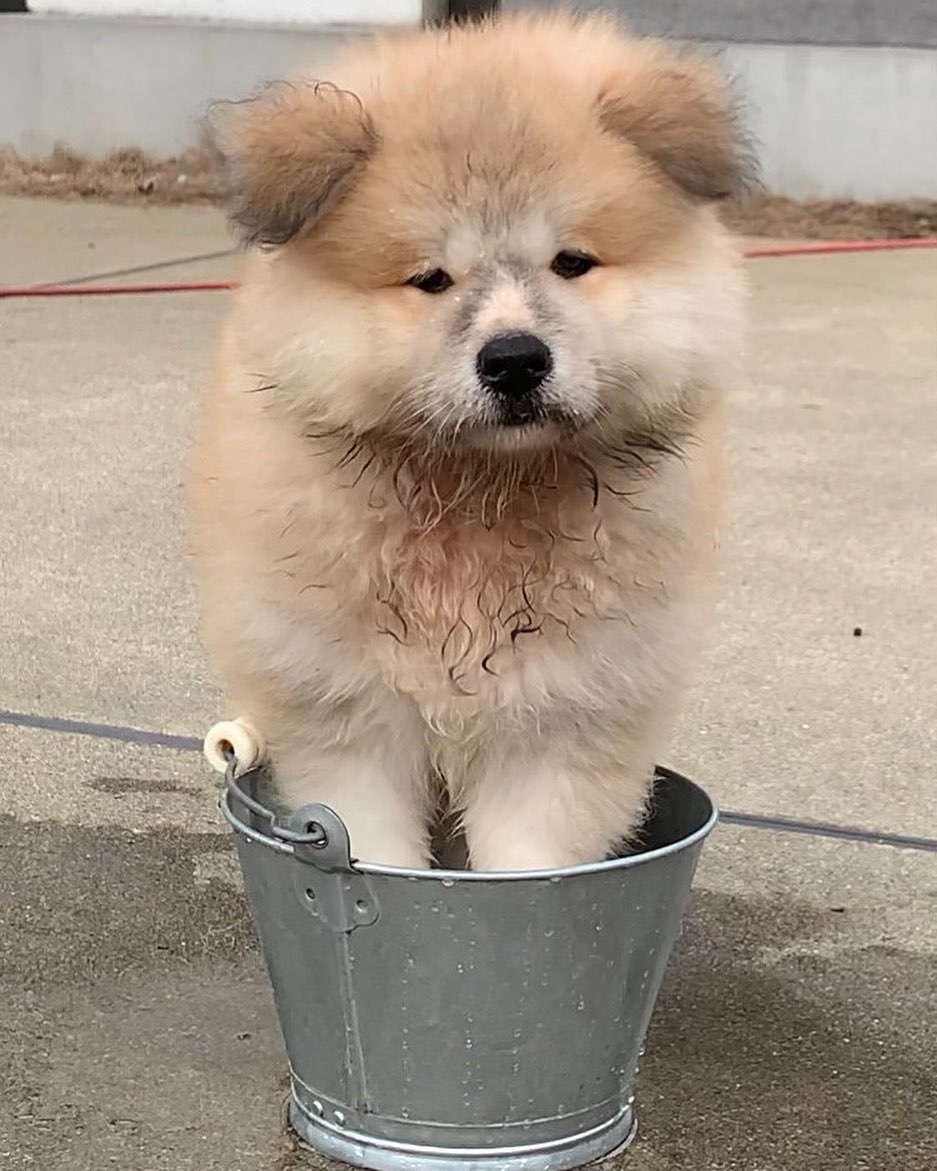 日本超可愛「米奇耳」秋田犬Yanagida,茂密炸毛雙耳異常不同!