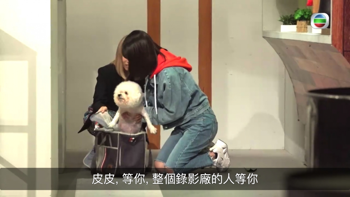 【TVB大整蠱】鄭融扮遺失小狗Bella林穎彤自責爆喊/網民負評無聊