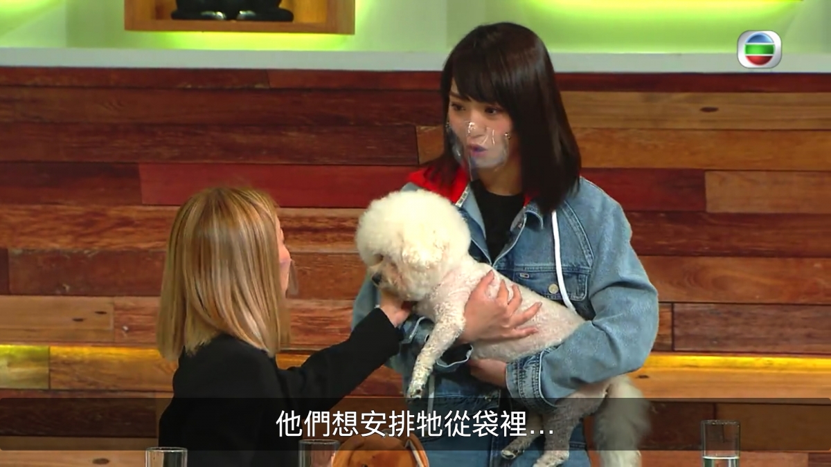 【TVB大整蠱】鄭融扮遺失小狗Bella林穎彤自責爆喊/網民負評無聊