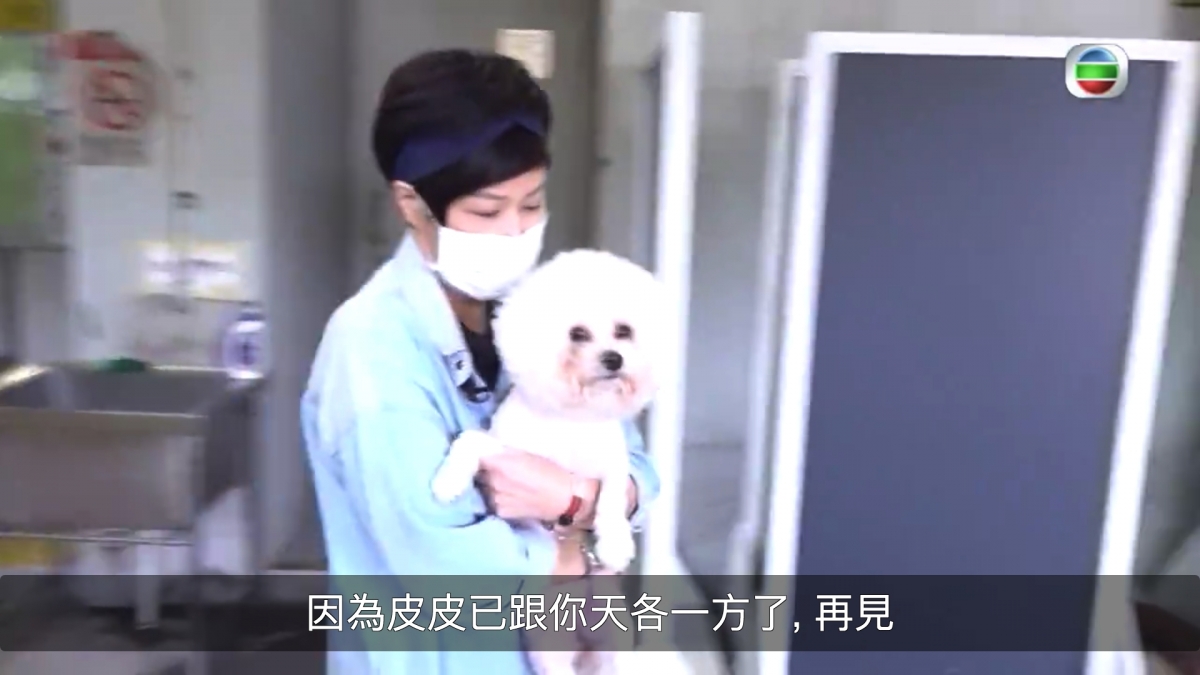 【TVB大整蠱】鄭融扮遺失小狗Bella林穎彤自責爆喊/網民負評無聊