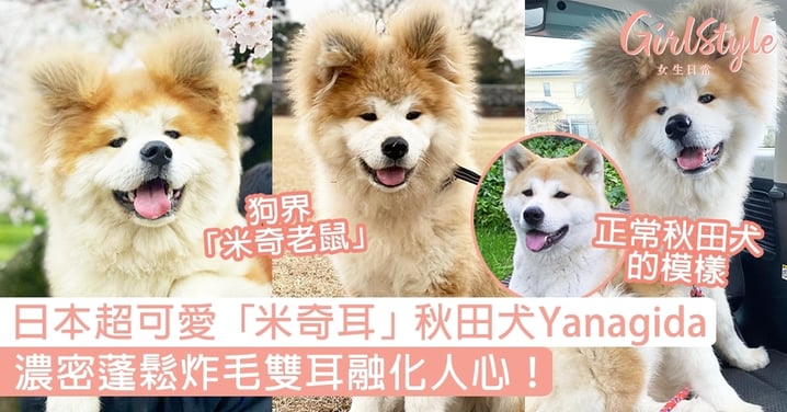 日本超可愛「米奇耳」秋田犬Yanagida，濃密蓬鬆炸毛雙耳融化人心！