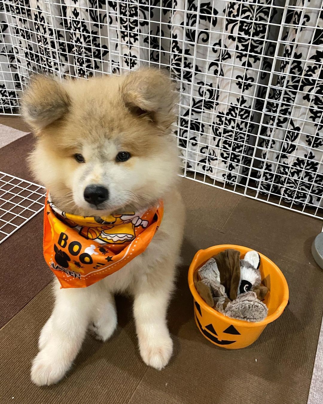 日本超可愛「米奇耳」秋田犬Yanagida,茂密炸毛雙耳異常不同!