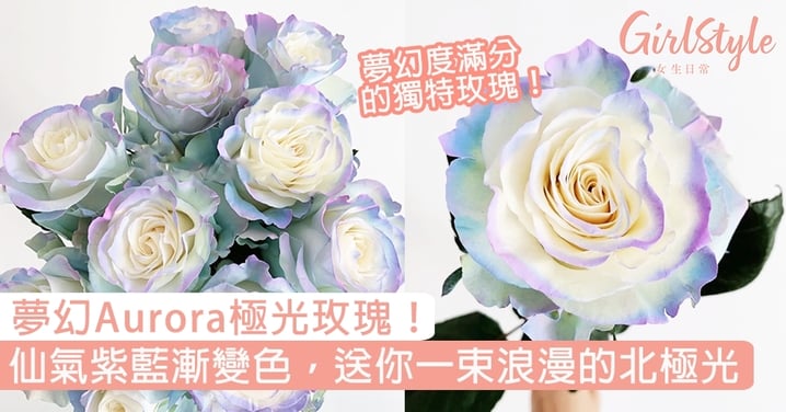 夢幻Aurora極光玫瑰！仙氣紫藍漸變色花瓣，送你一束浪漫的北極光