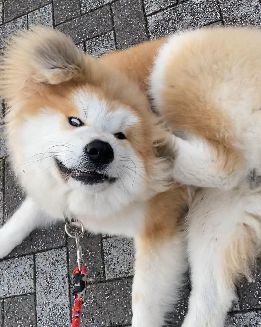 日本超可愛「米奇耳」秋田犬Yanagida,茂密炸毛雙耳異常不同!