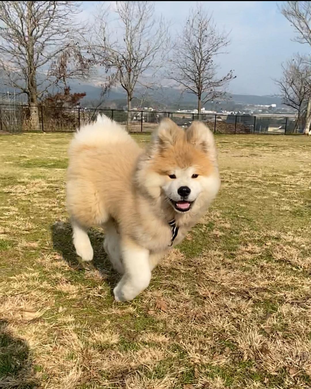 日本超可愛「米奇耳」秋田犬Yanagida,茂密炸毛雙耳異常不同!