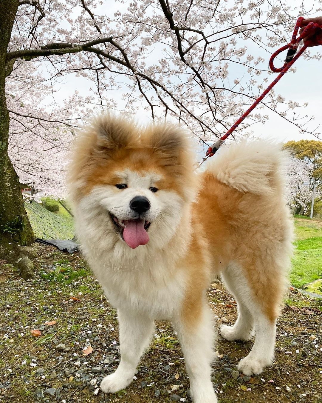 日本超可愛「米奇耳」秋田犬Yanagida,茂密炸毛雙耳異常不同!