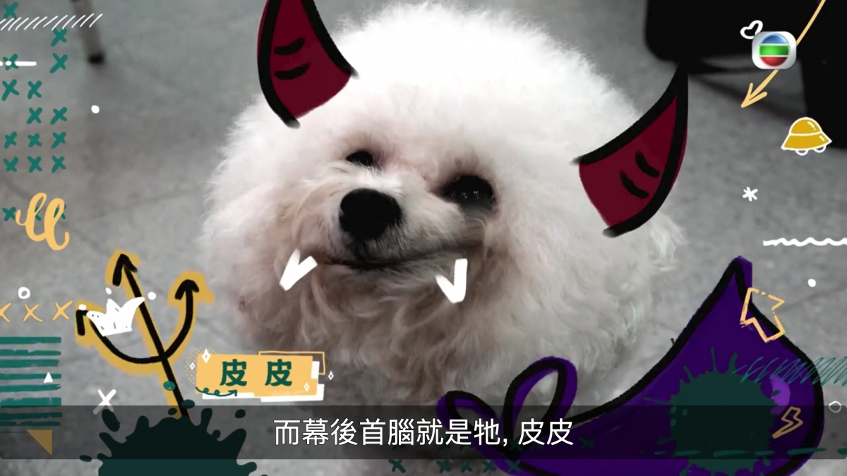 【TVB大整蠱】鄭融扮遺失小狗Bella林穎彤自責爆喊/網民負評無聊