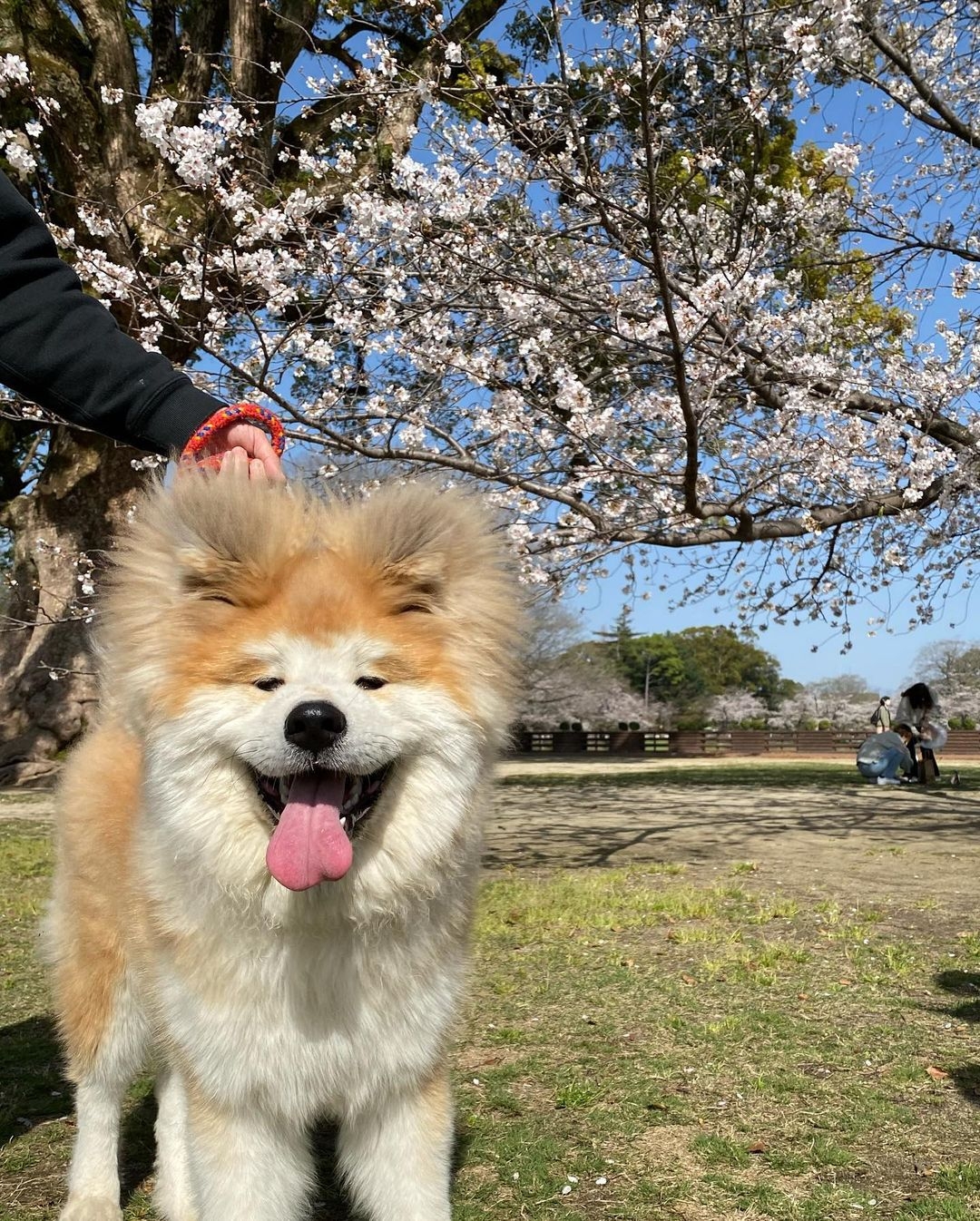 日本超可愛「米奇耳」秋田犬Yanagida,茂密炸毛雙耳異常不同!