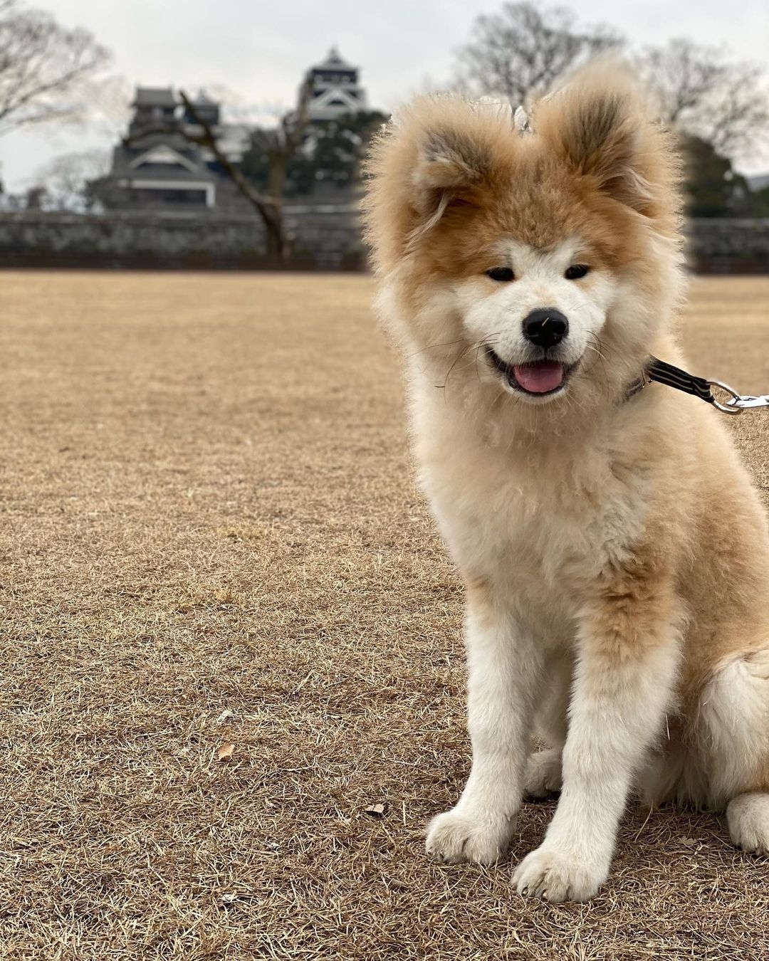 日本超可愛「米奇耳」秋田犬Yanagida,茂密炸毛雙耳異常不同!