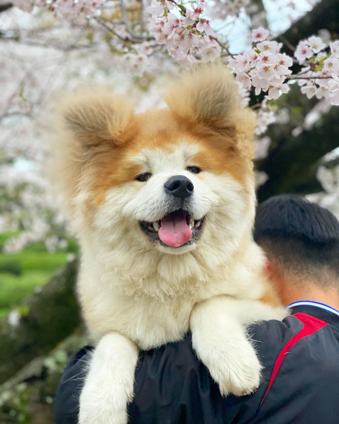 日本超可愛「米奇耳」秋田犬Yanagida,茂密炸毛雙耳異常不同!