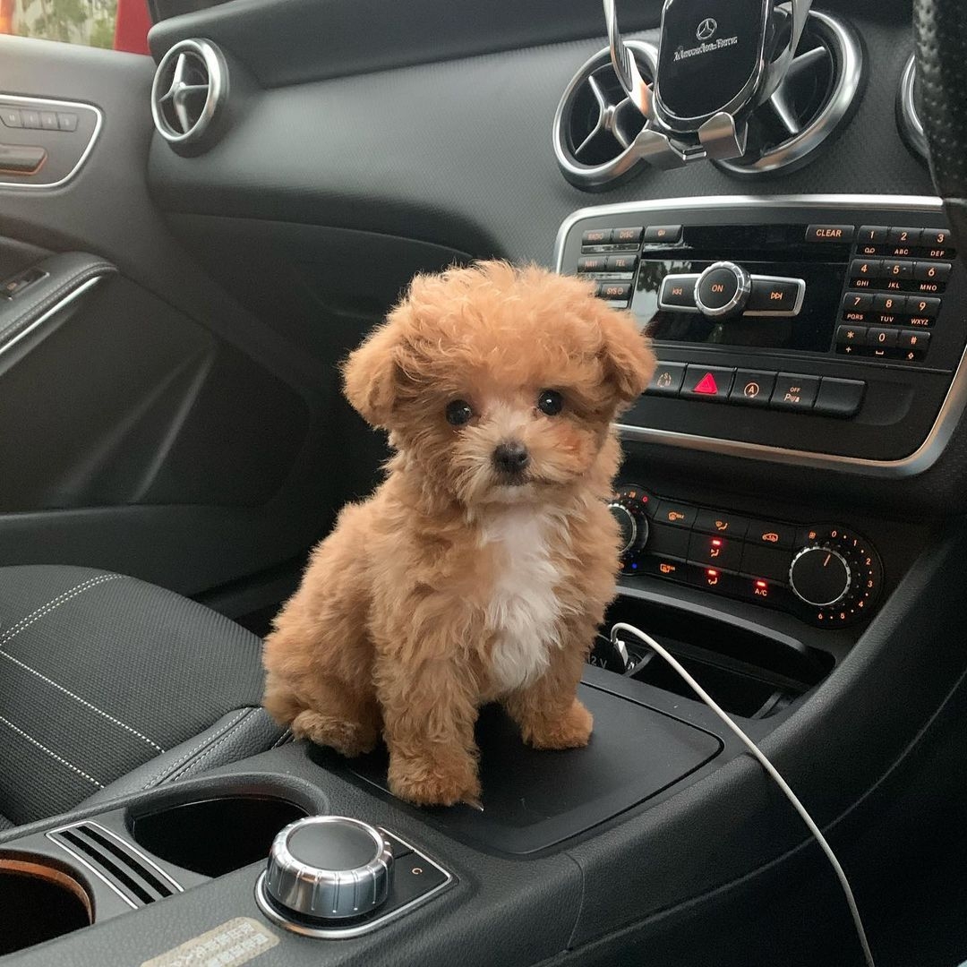 126795958_154939979685871_977274069207443069_n