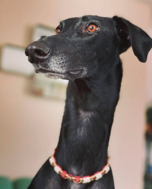 Ketama是一隻格雷伊獵犬,其實這種狗狗的品種脖子都偏瘦而長