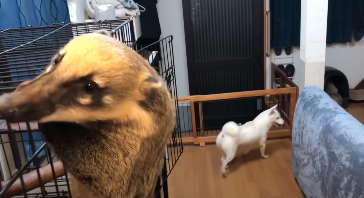 森田優基飼養的動物數之不盡,他們都相處得很好,毫不相關的動物們都成了好朋友!