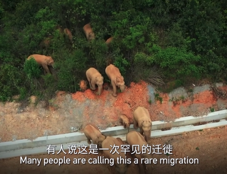 雲南西雙版納自然保護區大象