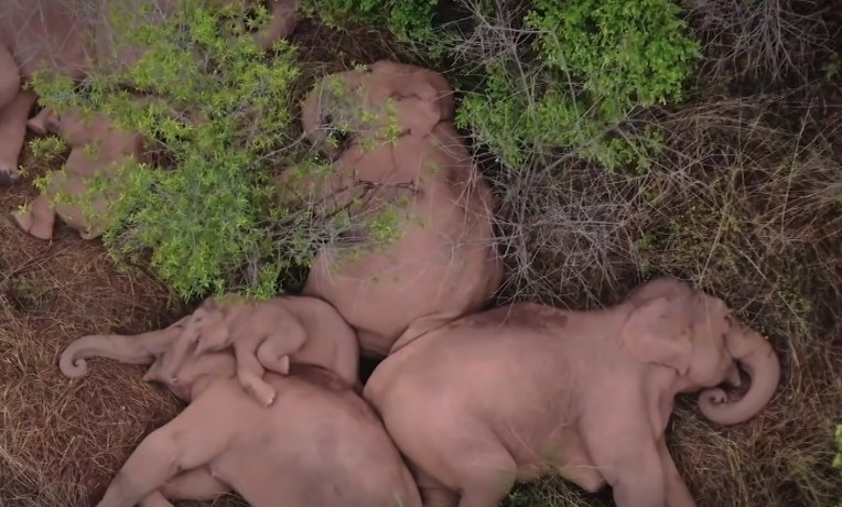 雲南西雙版納自然保護區大象睡覺