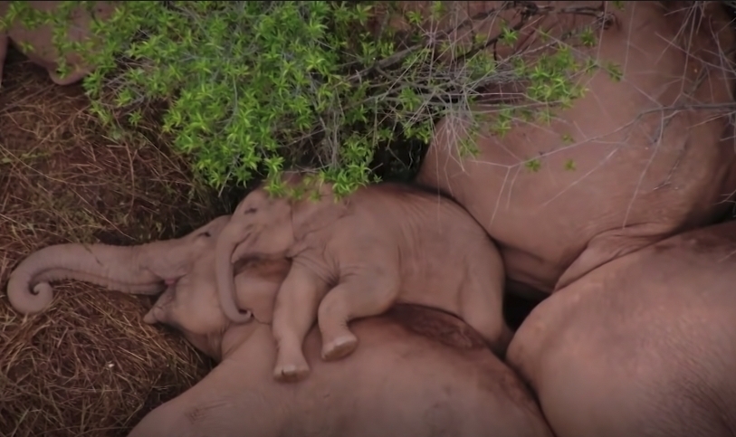 雲南西雙版納自然保護區大象睡覺