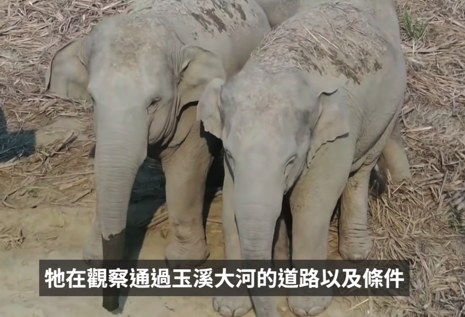 雲南西雙版納自然保護區大象