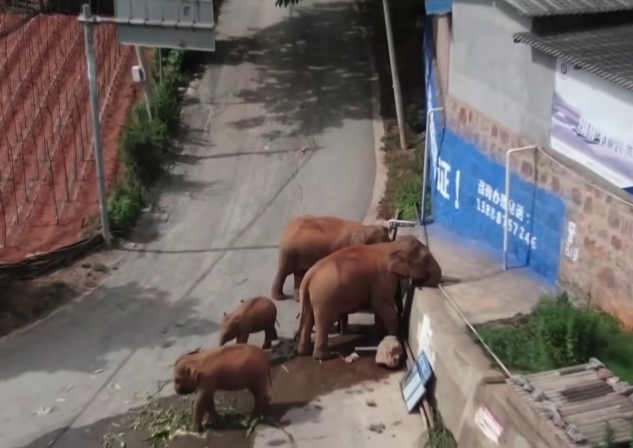 雲南西雙版納自然保護區大象