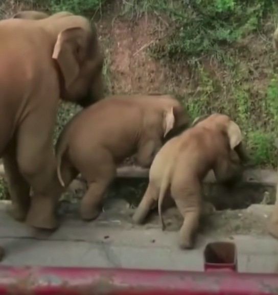 雲南西雙版納自然保護區大象
