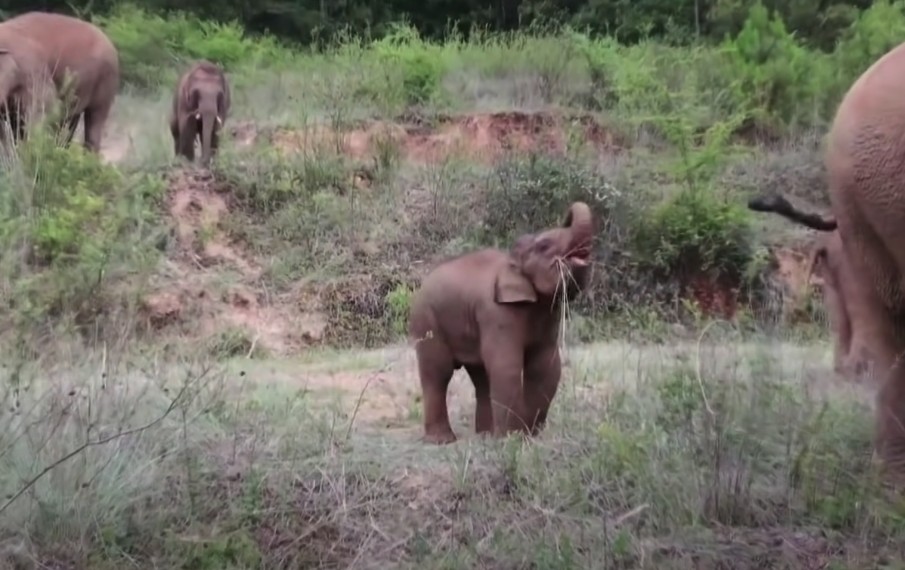 雲南西雙版納自然保護區大象