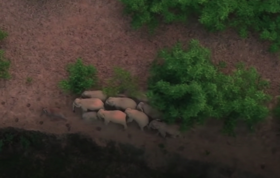 雲南西雙版納自然保護區大象