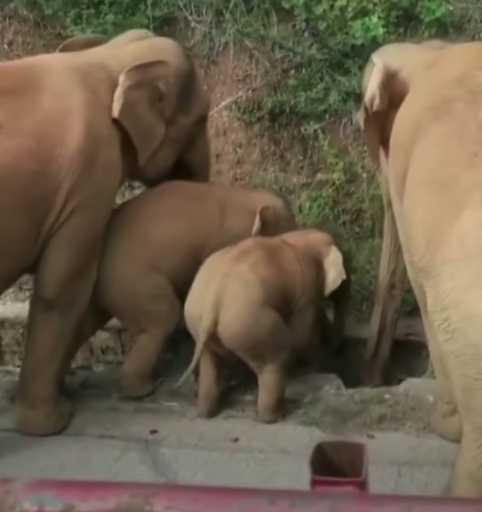 雲南西雙版納自然保護區大象