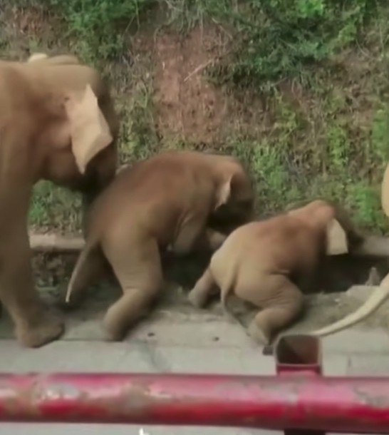 雲南西雙版納自然保護區大象