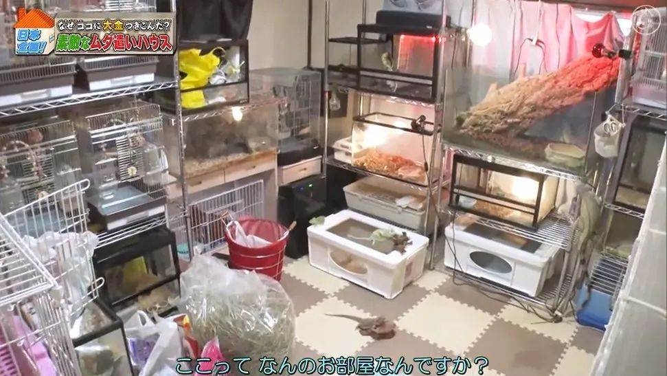 家中一個個的籠和缸十分密集,不過也算整齊和清潔。日本一個節目近日到訪了森田優基的家做專訪