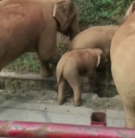 雲南西雙版納自然保護區大象