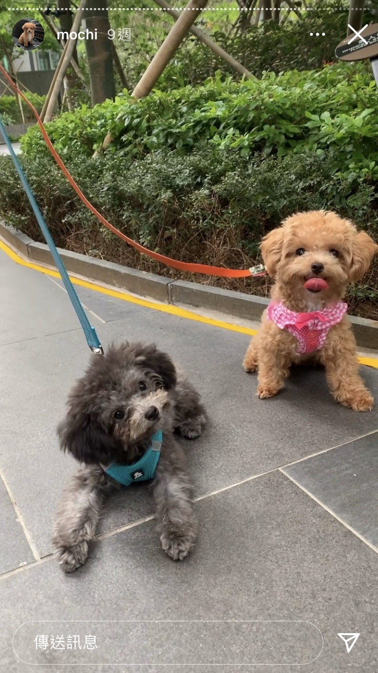 澄清自己其實是有用狗繩,只是拍片時無用