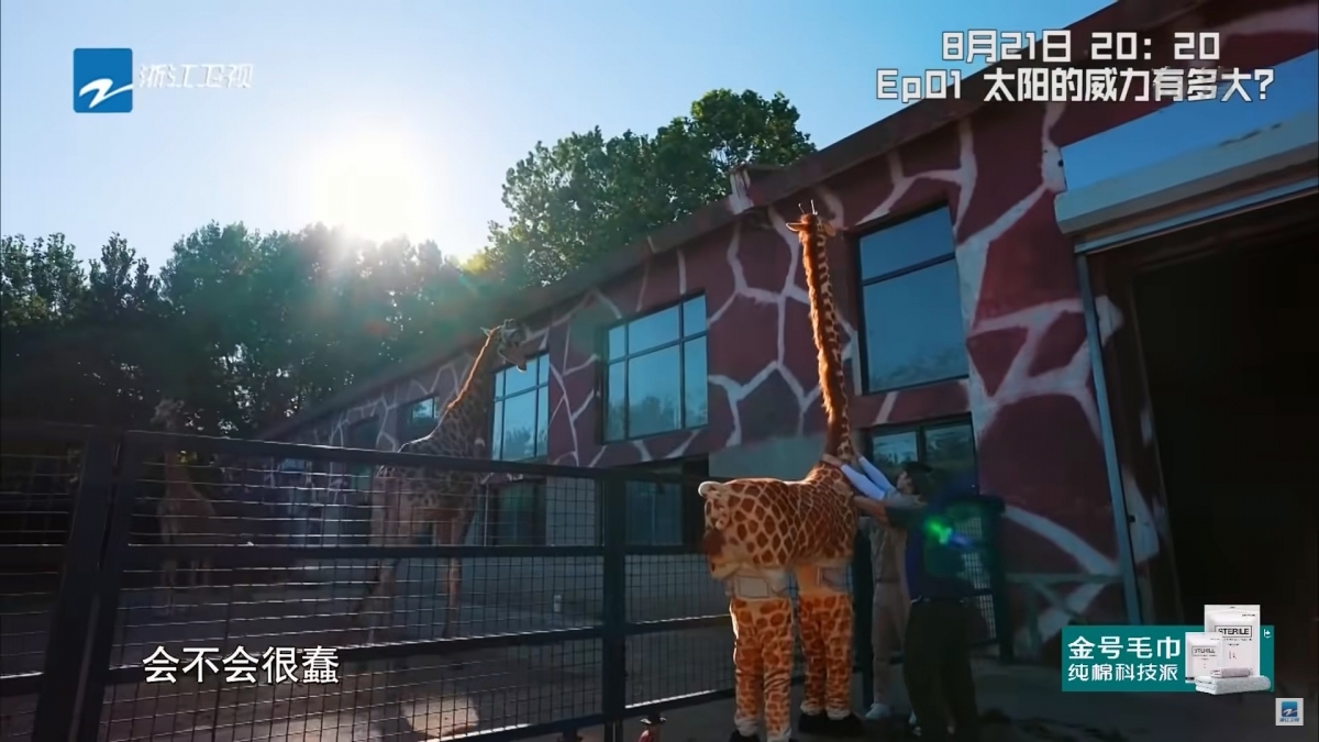 王嘉爾套著一比一的巨型頭套,靠近真的長頸鹿進行實驗。